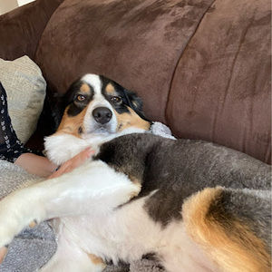 Meet your Posher, Amelia